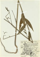 藏品(歐亞香花芥)的圖片